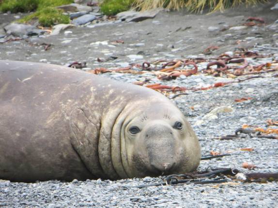 Elefante-marinho descansa em Grytviken, na Geórgia do Sul (foto de Fance Dionne)